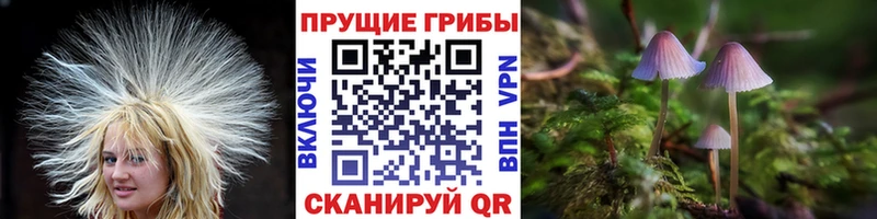 купить наркотики цена  Дубна  OMG сайт  Галлюциногенные грибы Cubensis 